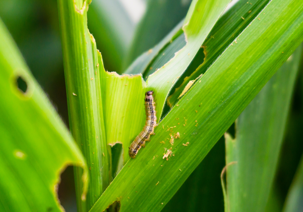 armyworm on plant