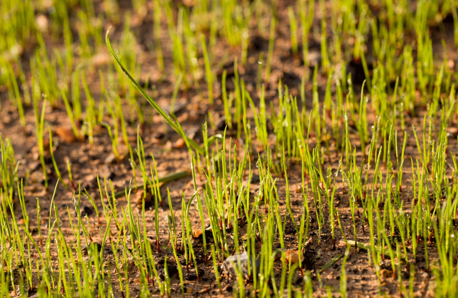 close up of lawn seeds growing in fresh dirt for lawn seeds vs turf