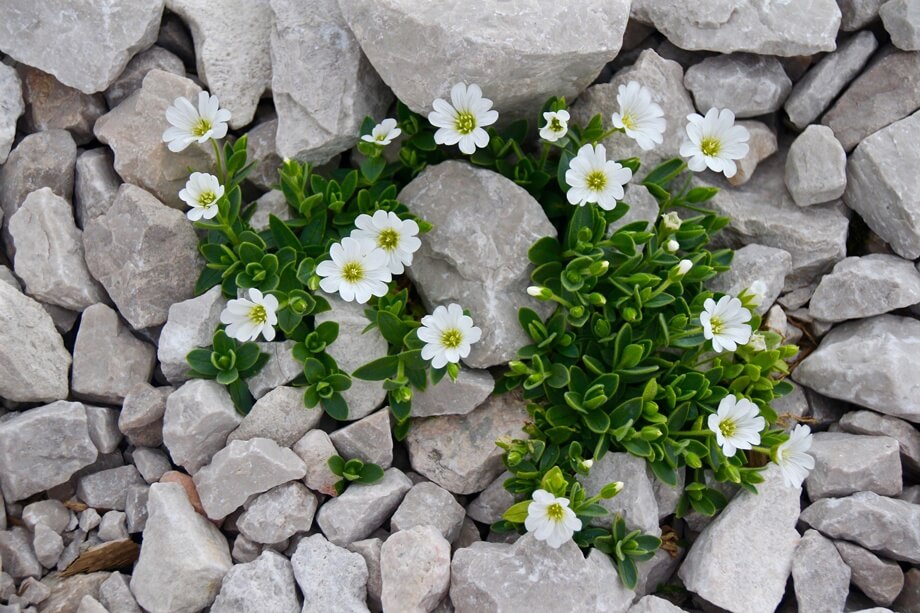 rock-garden-ideas