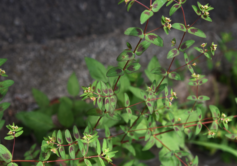 lawn spurge