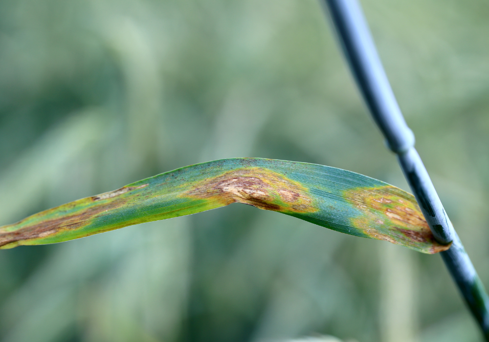leaf damaged by fungal disease