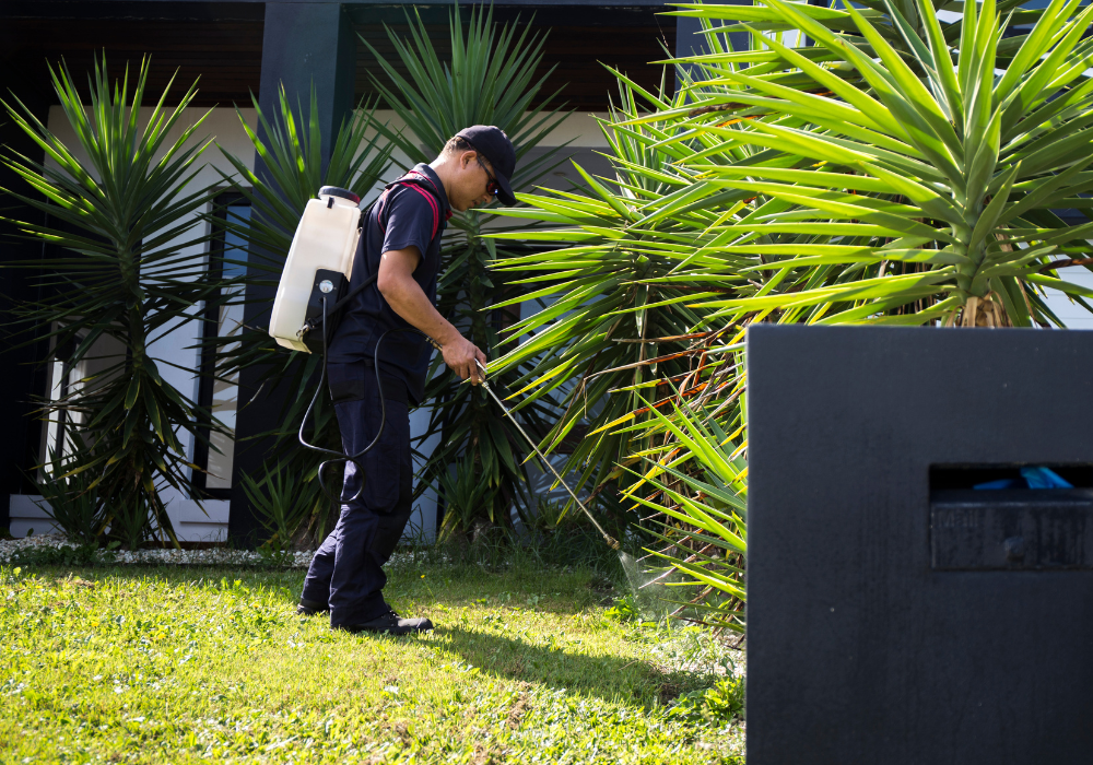 man spraying pre-emergent