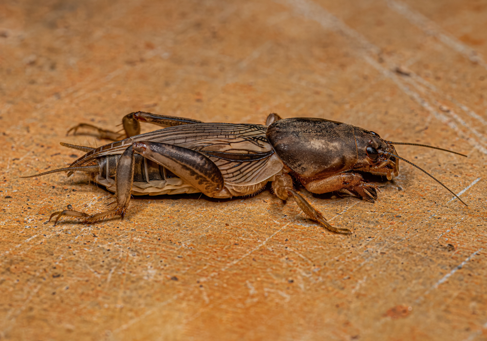 mole cricket