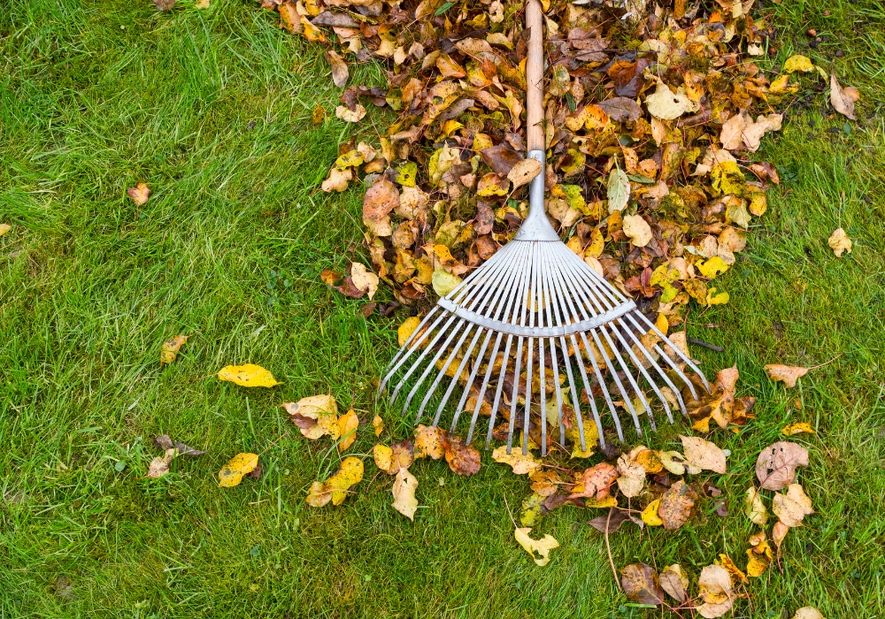 raking autumn leaves