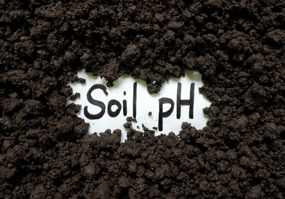soil ph words in soil