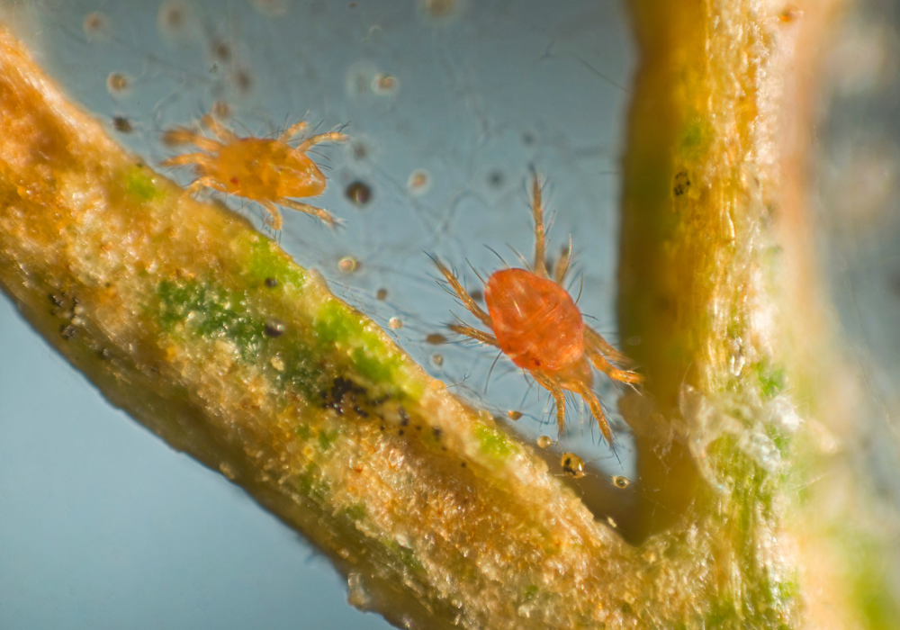 spider mite