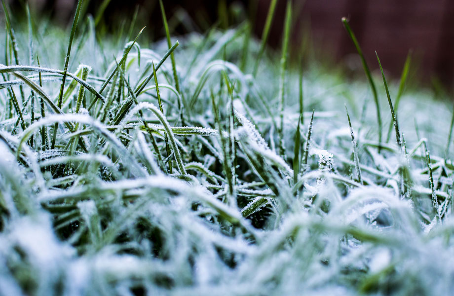 winter-grass