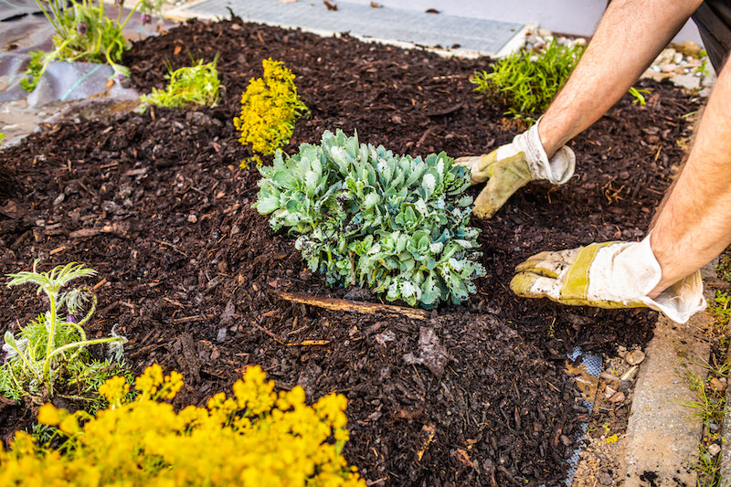 plant being potted in some mulch