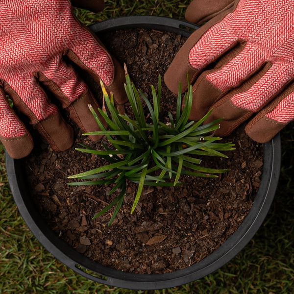 premium potting mix