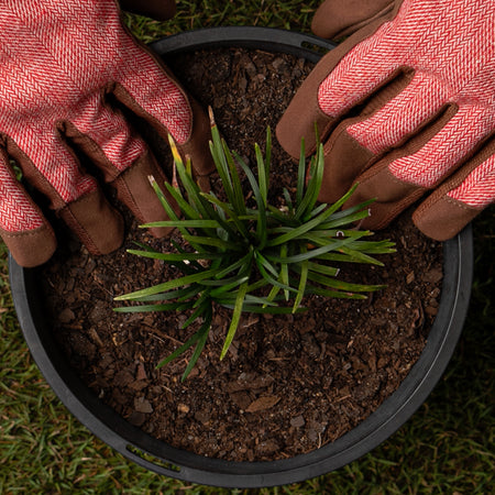 premium potting mix
