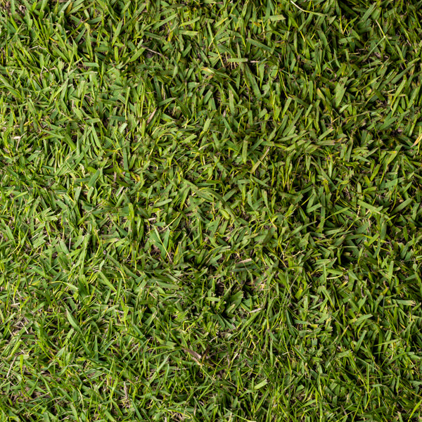 Empire Zoysia