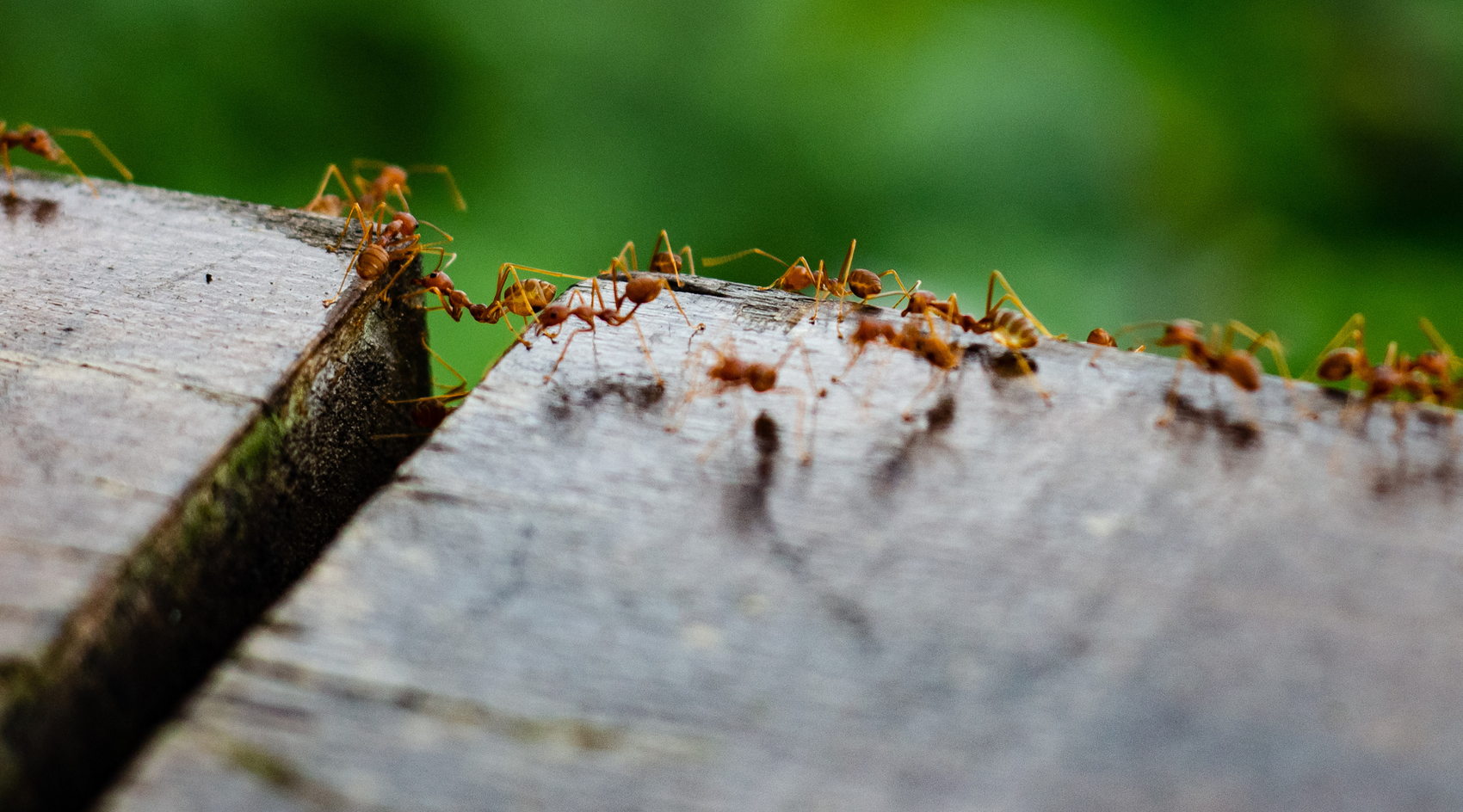 image of fire ants to demonstrate what they look like