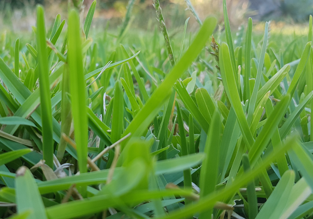 Can You Renovate Buffalo Grass?