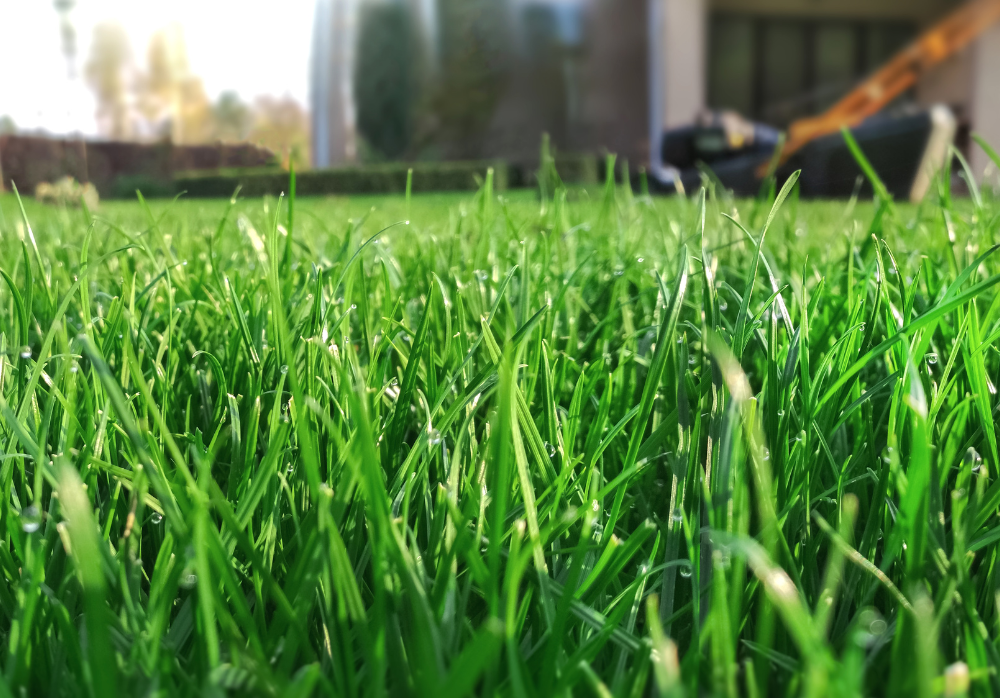 luscious green grass