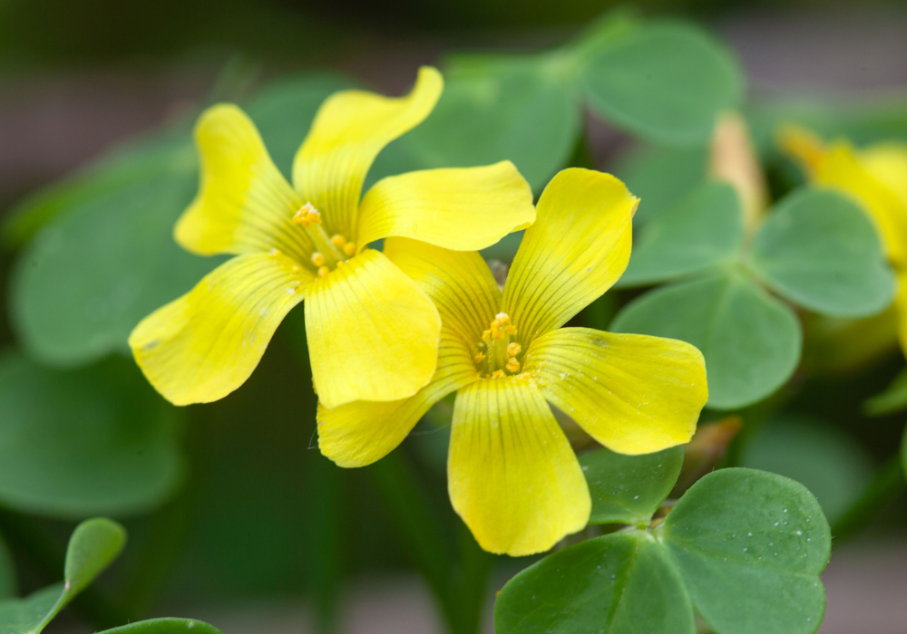 Creeping Oxalis Weed