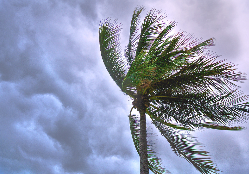 How to Clean Up Your Garden After Brisbane’s Cyclone Alfred