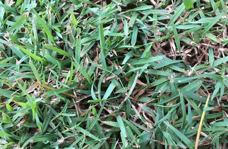 close up image of queensland blue couch