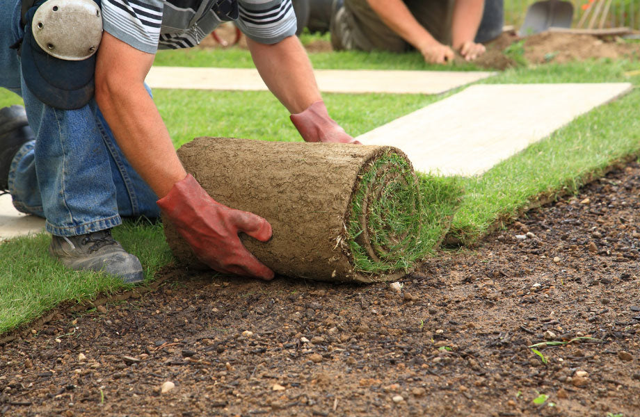 image of how to lay turf showing turf being rolled