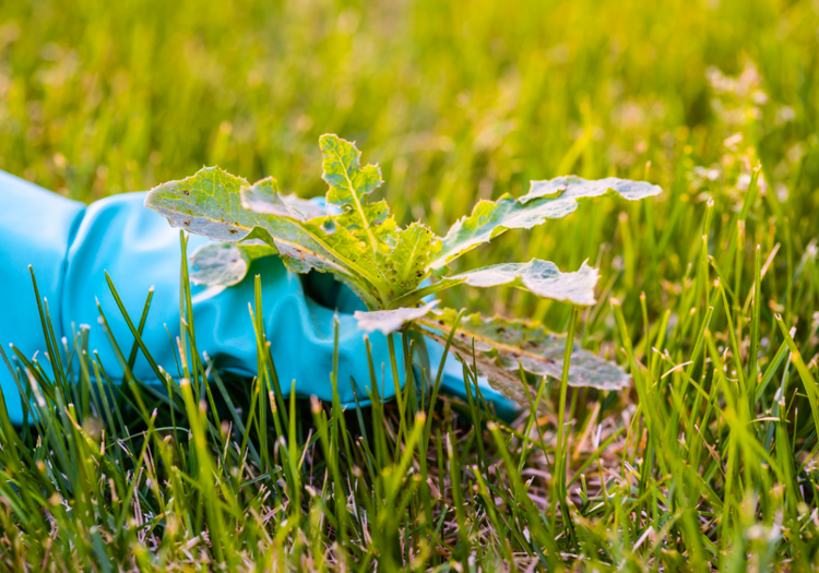5 Lawn Outlaws This Spring