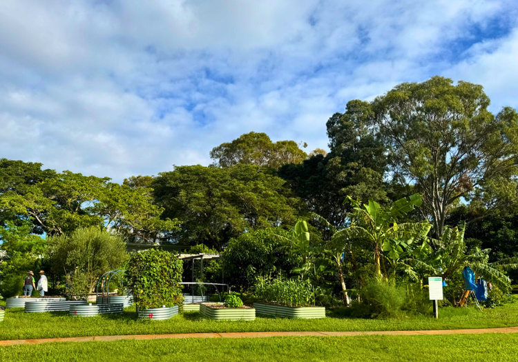 bethania st community garden (1)