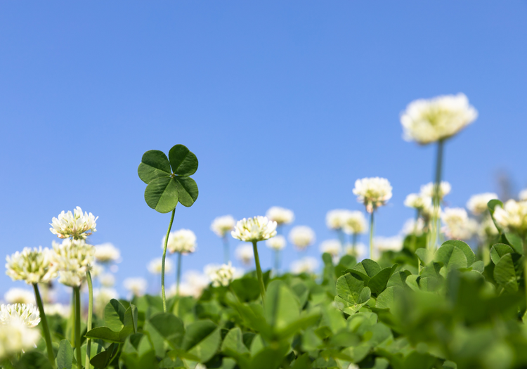 clover field