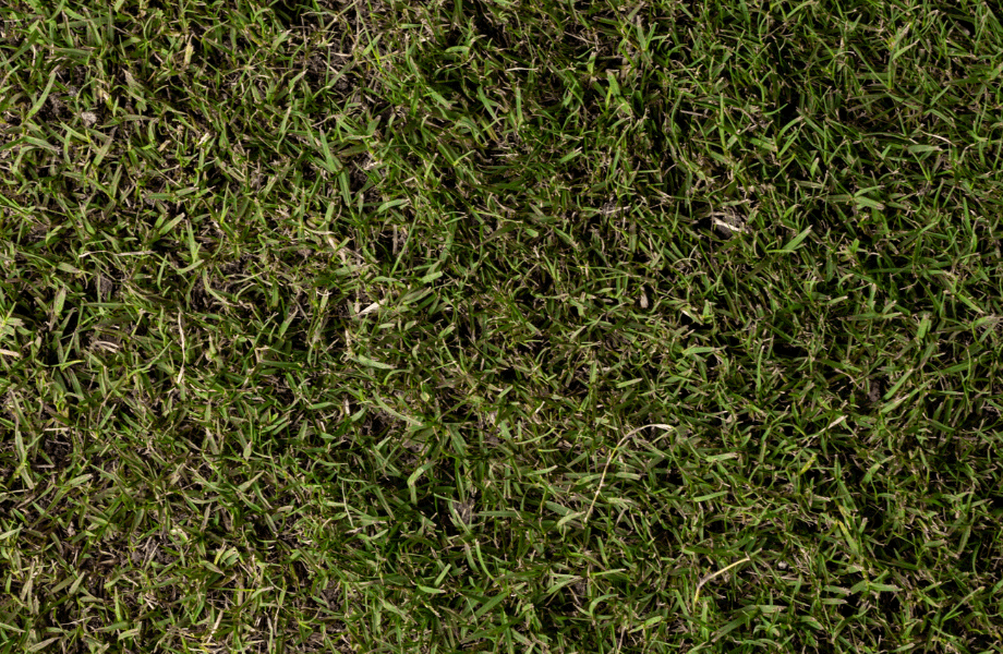 close up of green and lush nullarbor couch grass