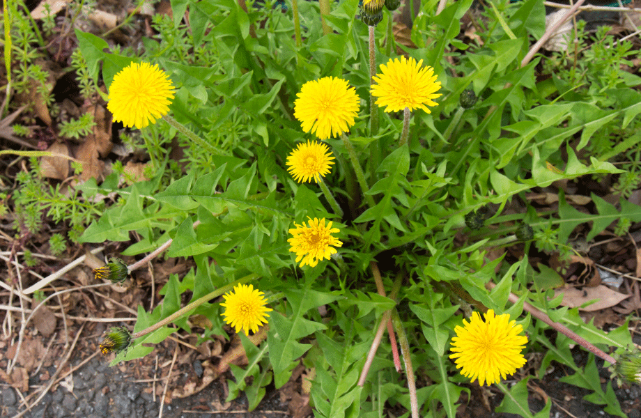 image of yellow dandelions on a green background of dandelion greens for common lawn weeds