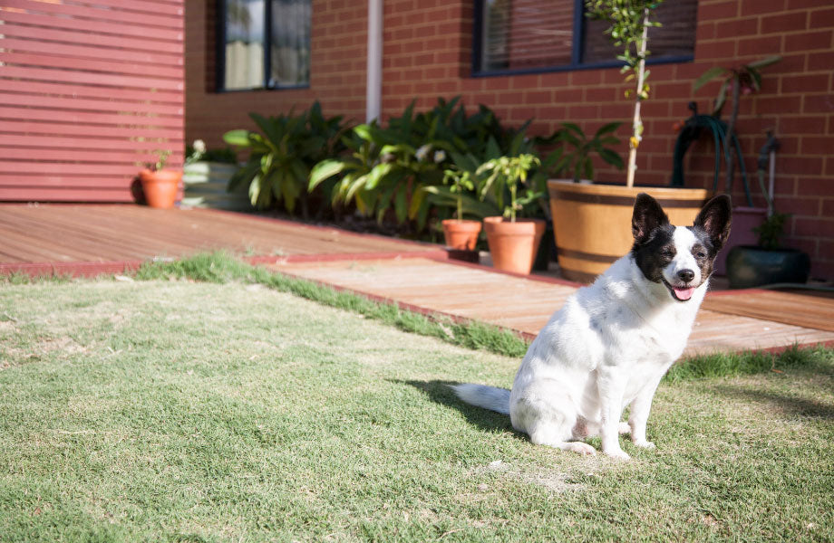 dog sitting on lawn in a pet friendly garden
