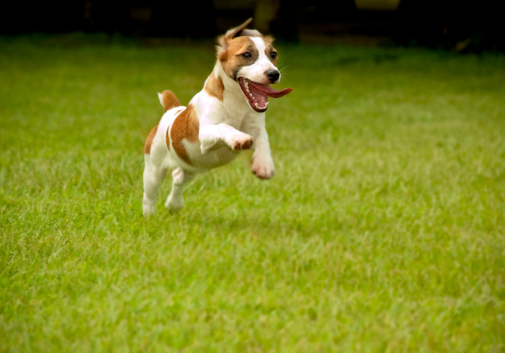 dog running on lawn