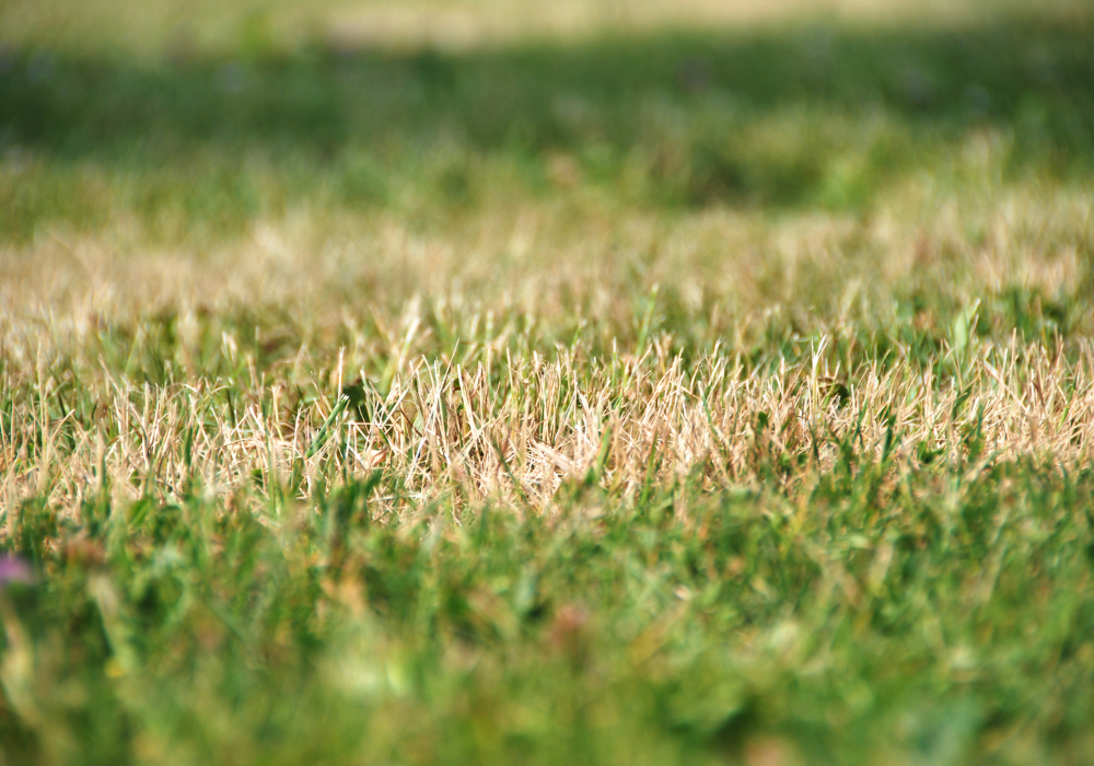 dry patch in grass