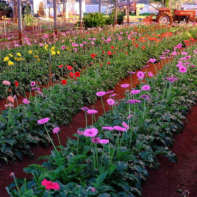 The Flower Farm: Picked Locally and Owned Locally – Rock and Soil