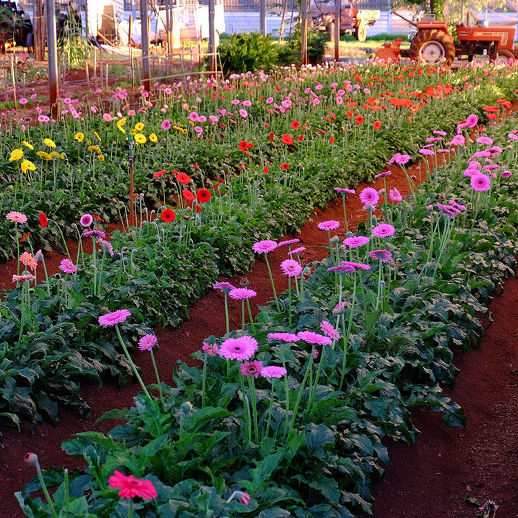 the flower farm
