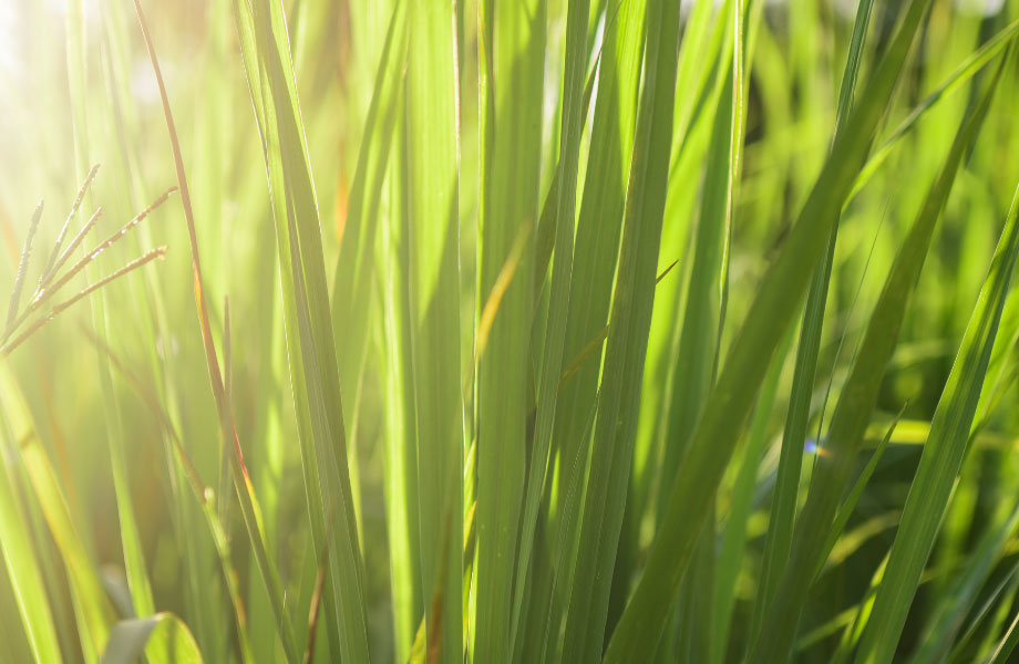 beautiful blades of grass with sun shining through them for best lawn for full sun