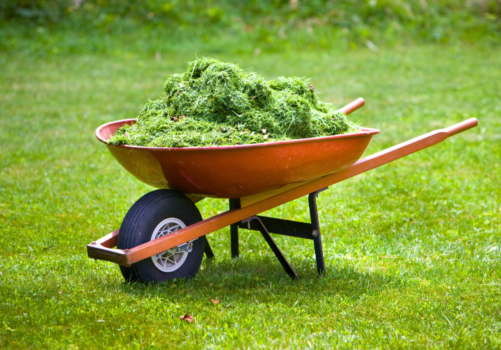 grass clippings in wheelbarrow