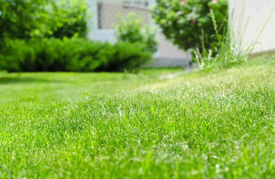 image of green turf with brown area for why is my lawn dying