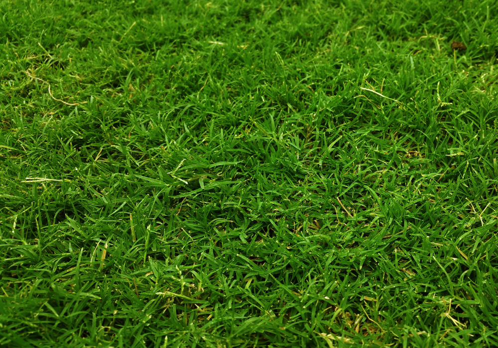 green lawn