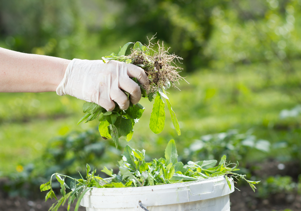 hand holding weeds