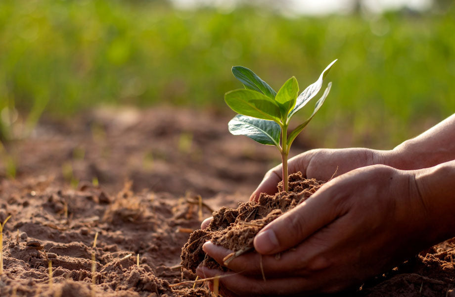 image of dirt and hands holding premium garden soil and a small plant