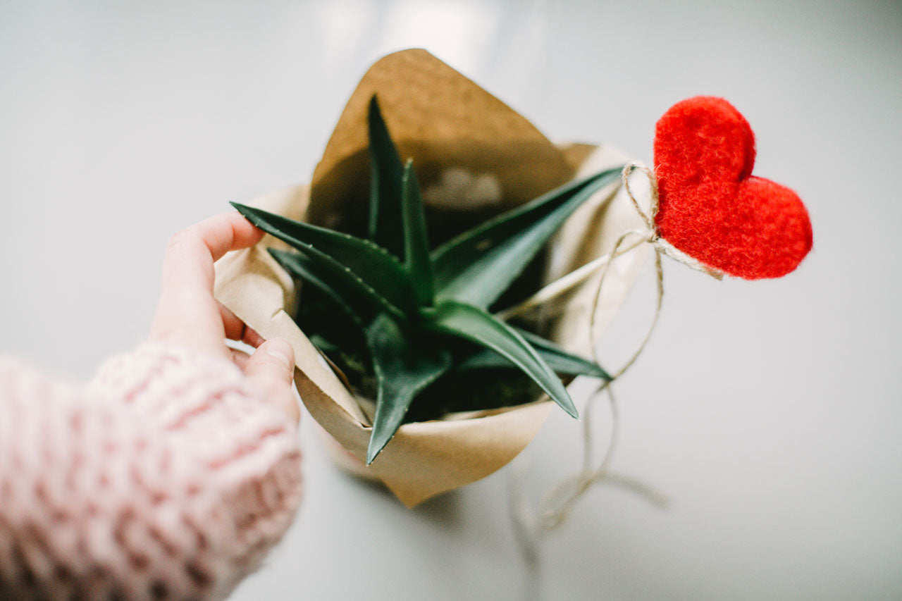 image of plant in brown paper with red fabric heart and small hand for candy soils