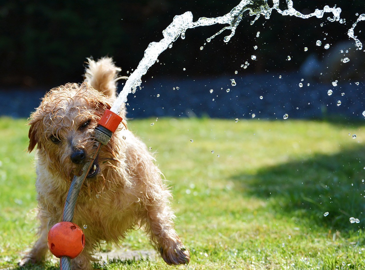dog in yard