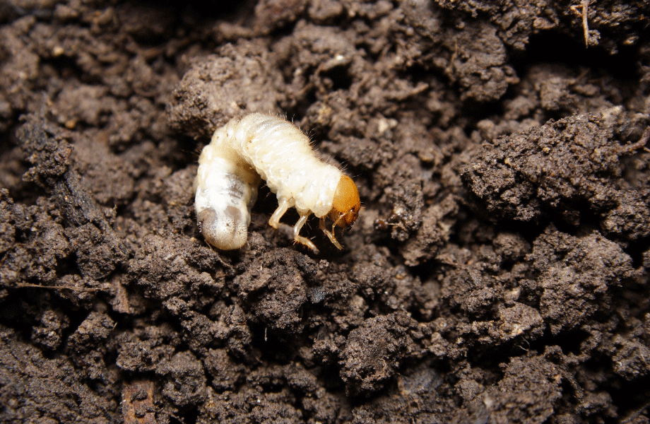 close up of curled white lawn grub sitting on dirt for how to get rid of lawn grubs