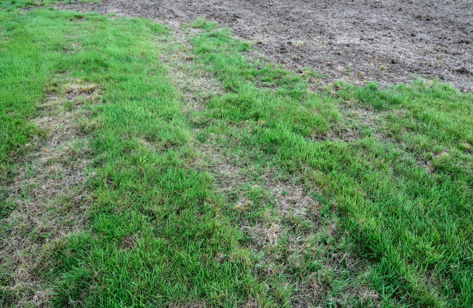 image of lawn streaked with dead patches from lawn diseases