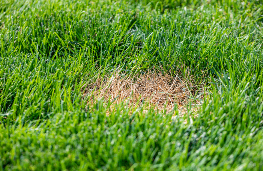 image of a brown patch in a green lawn to demonstrate damage of lawn bugs