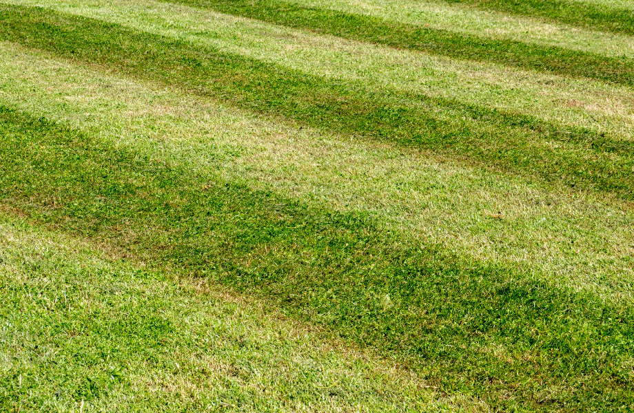 How to Mow Your Lawn for a Professional Look (including Striping!)