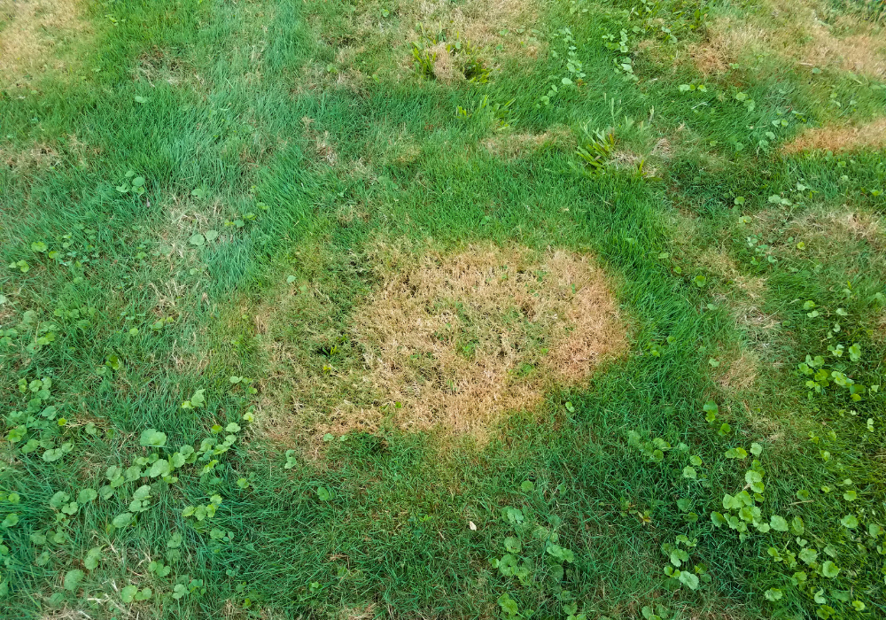 lawn patches