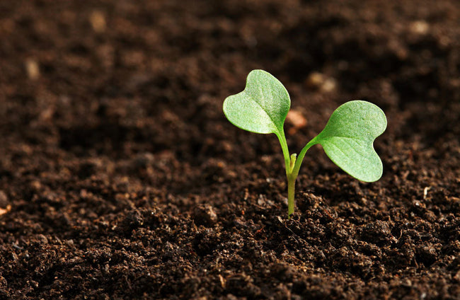 How to prepare your soil for spring – Rock and Soil