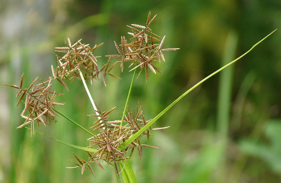 close up image of nutgrass flowers for how to get rid of nutgrass