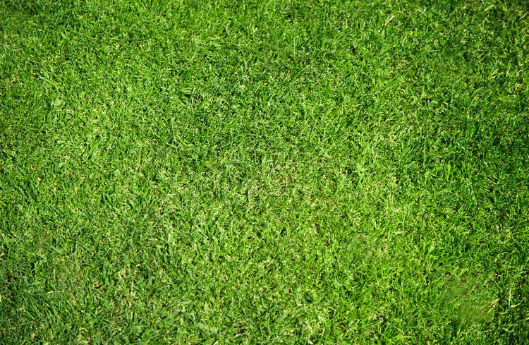 close up of palmetto buffalo turf green grass