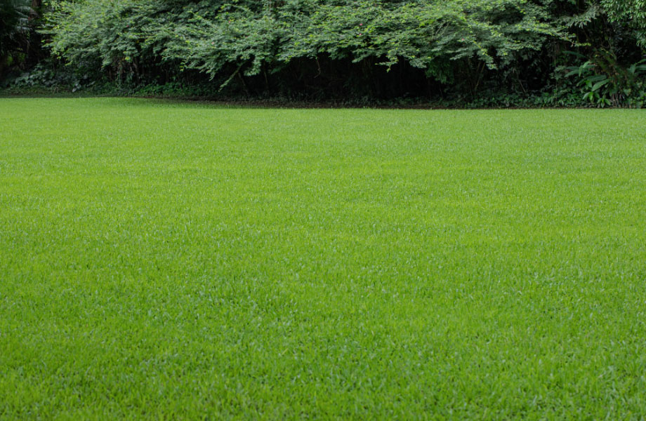 image of pristine lawn for top dressing lawn