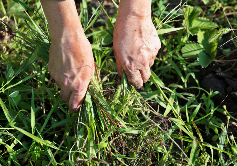 hand pulling weeds